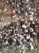 DSCN1435